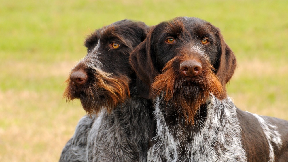 Chien D'arrt Allemand  Poil Dur - Standard de race FCI 98