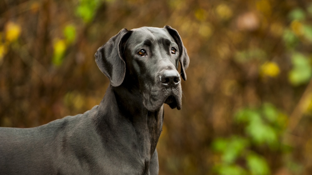 Dogue Allemand - Standard de race FCI 235