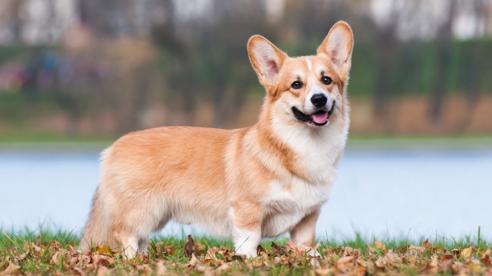 Welsh Corgi Pembroke - Standard de race FCI 39