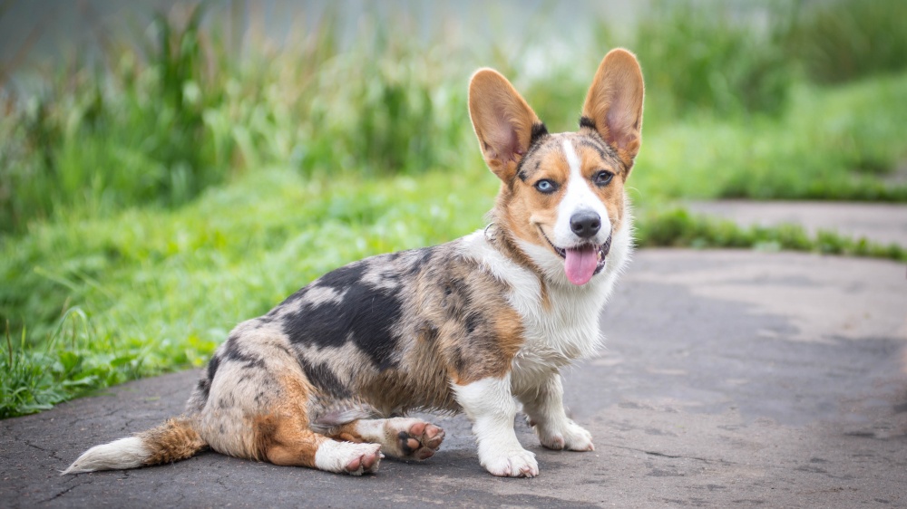 Welsh Corgi Cardigan - Standard de race FCI 38