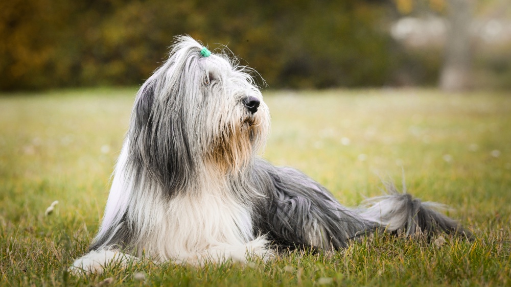 Bearded Collie - Standard de race FCI 271