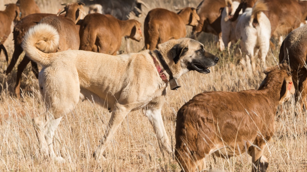 Chien De Berger D'anatolie - Standard de race FCI 331