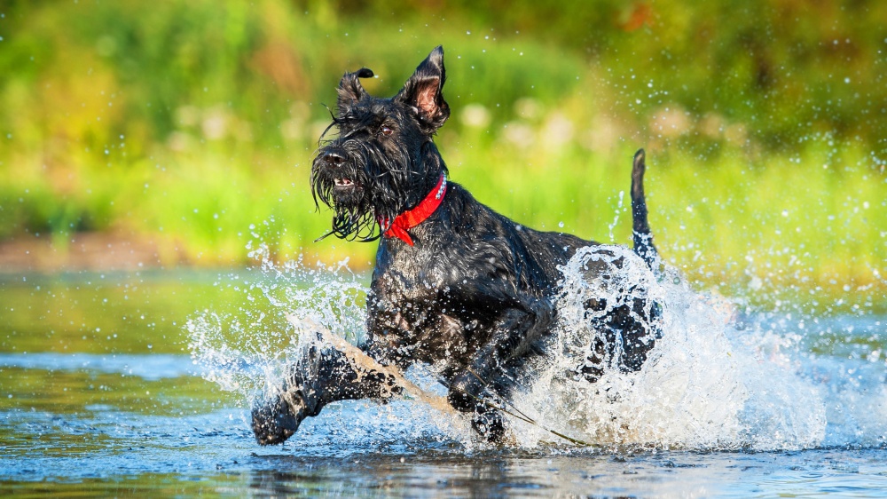 Schnauzer Gant - Standard de race FCI 181