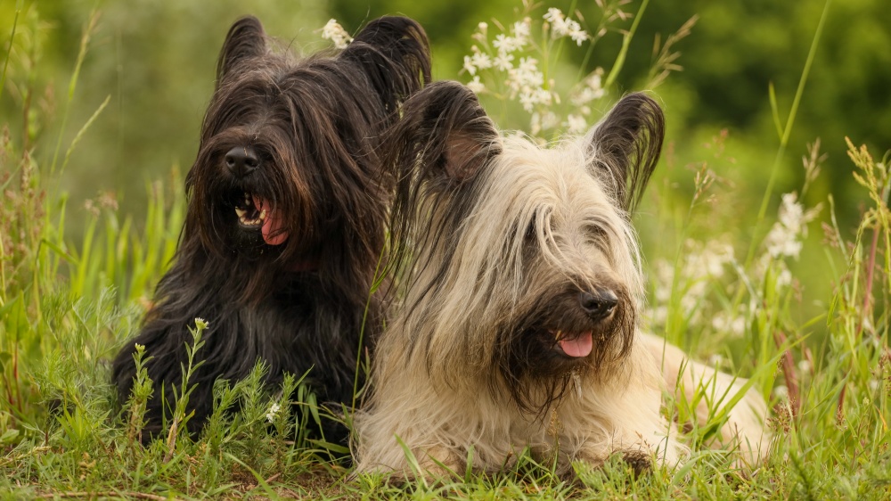 Skye Terrier - Standard de race FCI 75