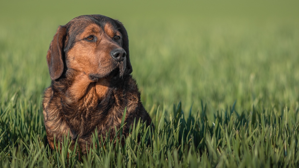 Basset Des Alpes - Standard de race FCI 254