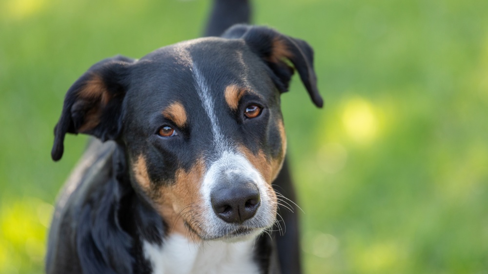 Bouvier De L'appenzell - Standard de race FCI 46