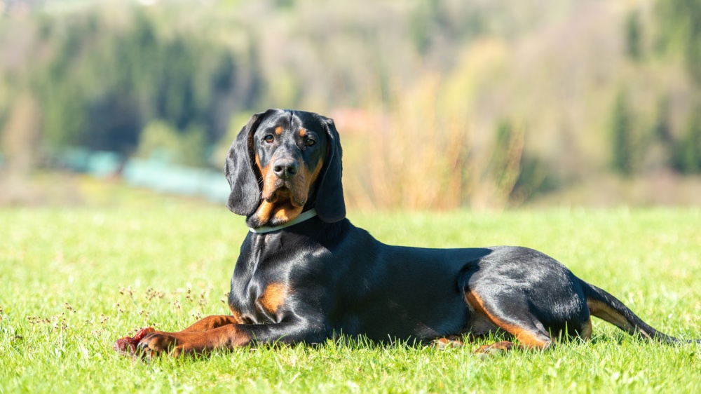 Chien Courant Polonais - Standard de race FCI