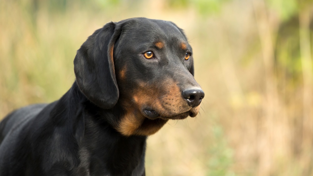 Chien Courant Slovaque - Standard de race FCI 244