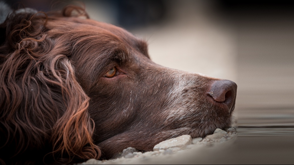 Chien D'oysel Allemand - Standard de race FCI 104