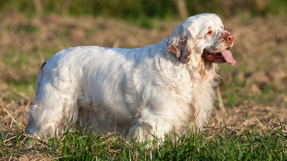 Clumber Spaniel - Standard de race FCI 109