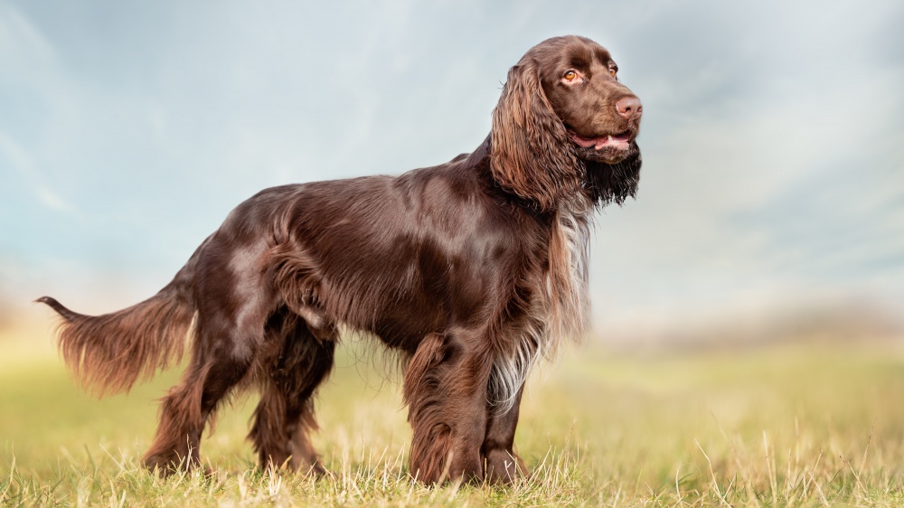 Field Spaniel - Standard de race FCI 123