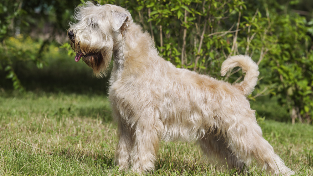 Terrier Irlandais  Poils Doux - Standard de race FCI 40