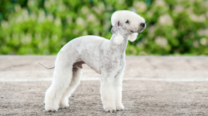 Bedlington Terrier - Standard de race FCI 9