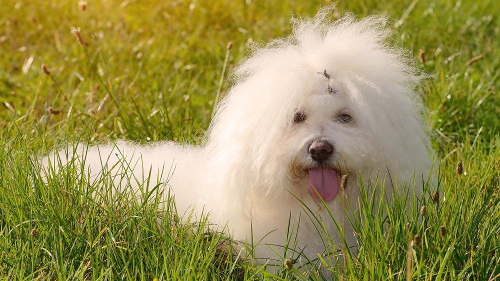 Bichon Bolonais - Standard de race FCI 196