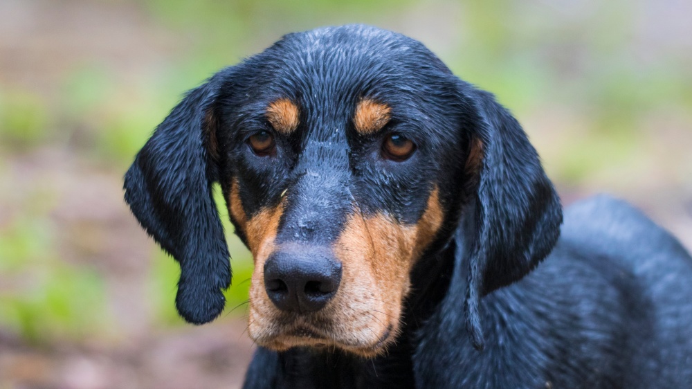 Chien Courant De Transylvanie - Standard de race FCI 241