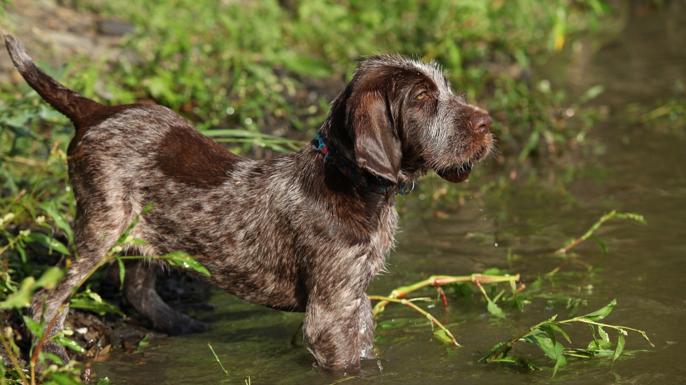 Spinone Italiano - Standard de race FCI 165