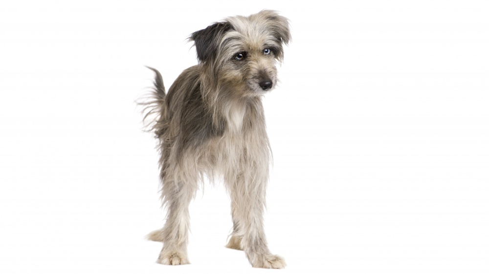 Chien De Berger Des Pyrnes  Face Rase - Standard de race FCI 138