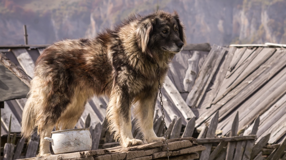 Chien De Berger Yougoslave De Charplanina - Standard de race FCI 41