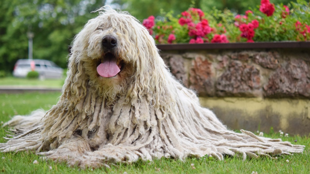 Komondor - Standard de race FCI 53