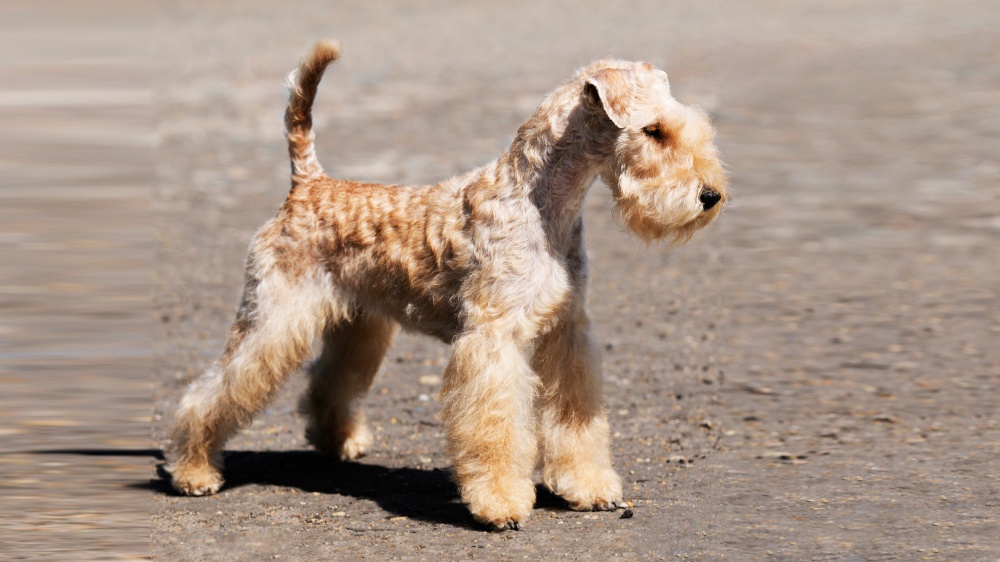 Lakeland Terrier - Standard de race FCI 70