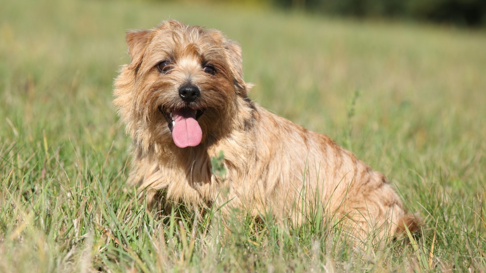 Norfolk Terrier - Standard de race FCI 272