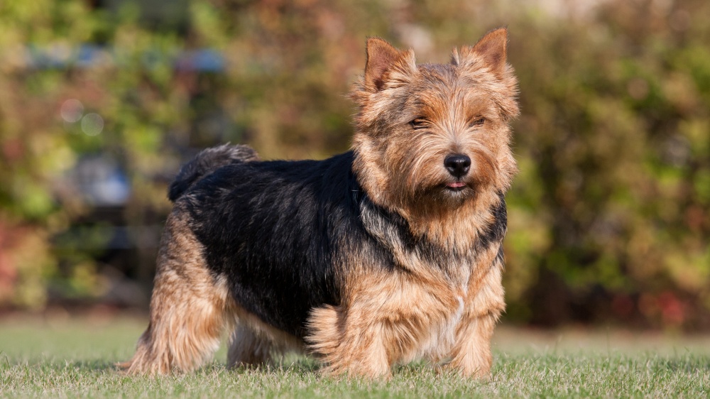 Norwich Terrier - Standard de race FCI 72