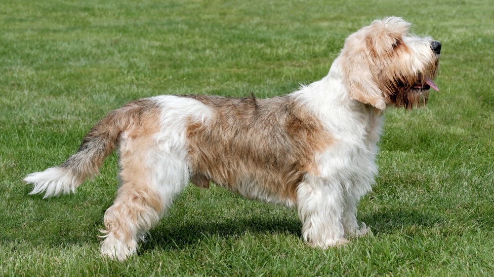 Petit Basset Griffon Venden - Standard de race FCI 67