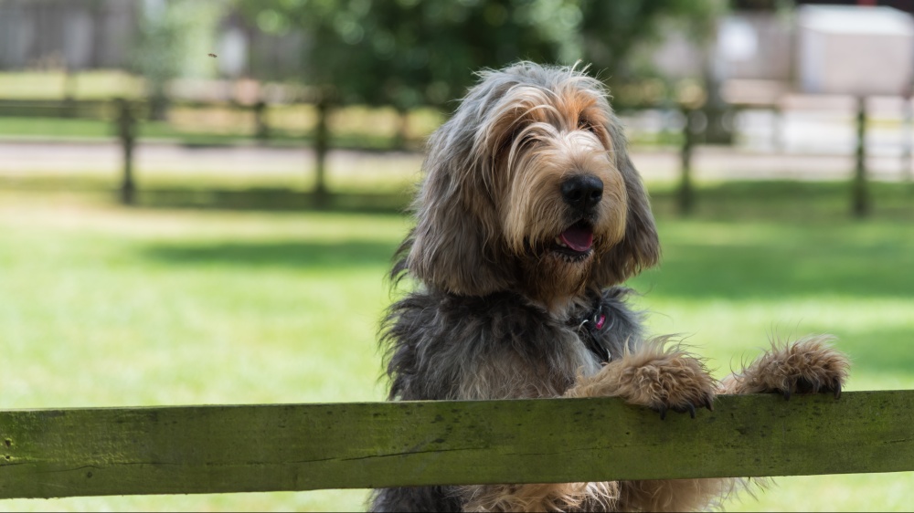 Chien  Loutre - Standard de race FCI 294