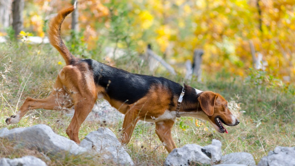 Chien Courant Serbe - Standard de race FCI 150