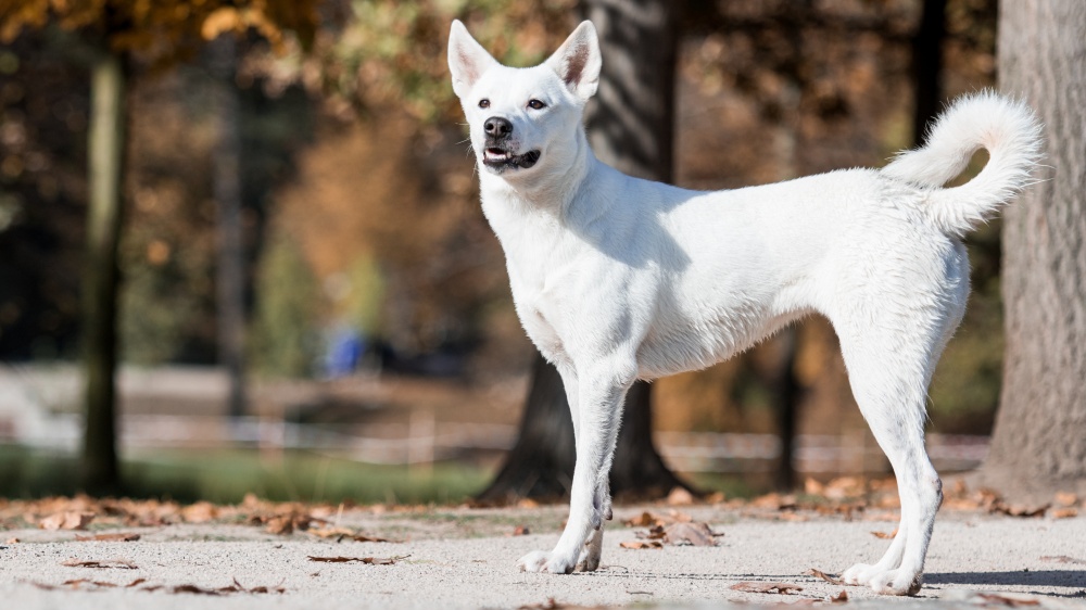 Chien De Canaan - Standard de race FCI 272