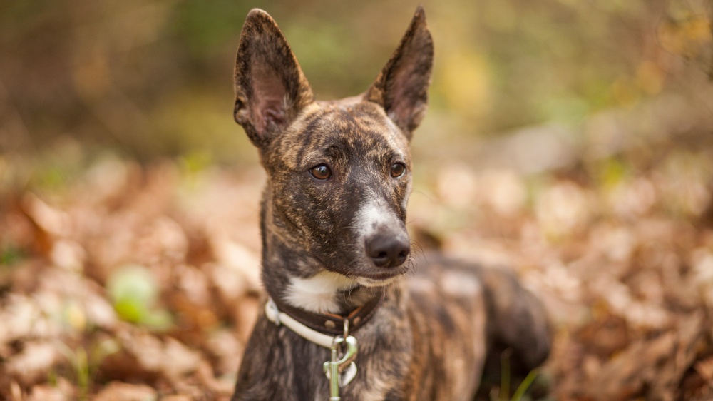 Chien De Garenne Des Canaries - Standard de race FCI 329