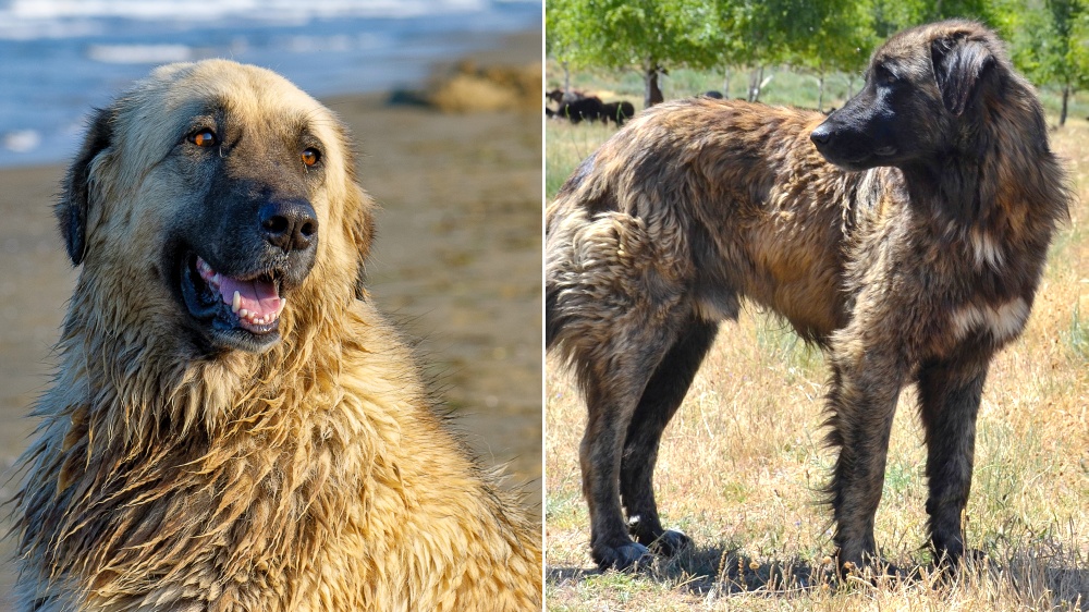 Chien De La Serra Estrela - Standard de race FCI 173