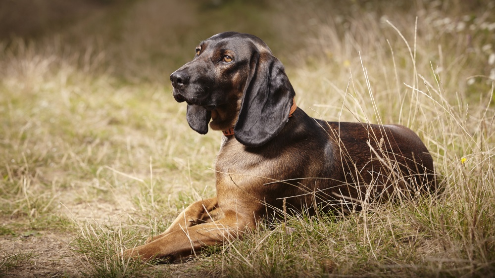 Chien De Recherche Au Sang De La Montagne Bavaroise - Standard de race FCI 217