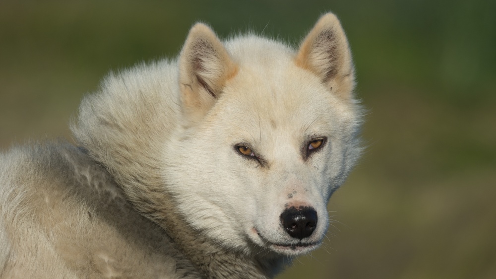 Chien Du Groenland - Standard de race FCI 274