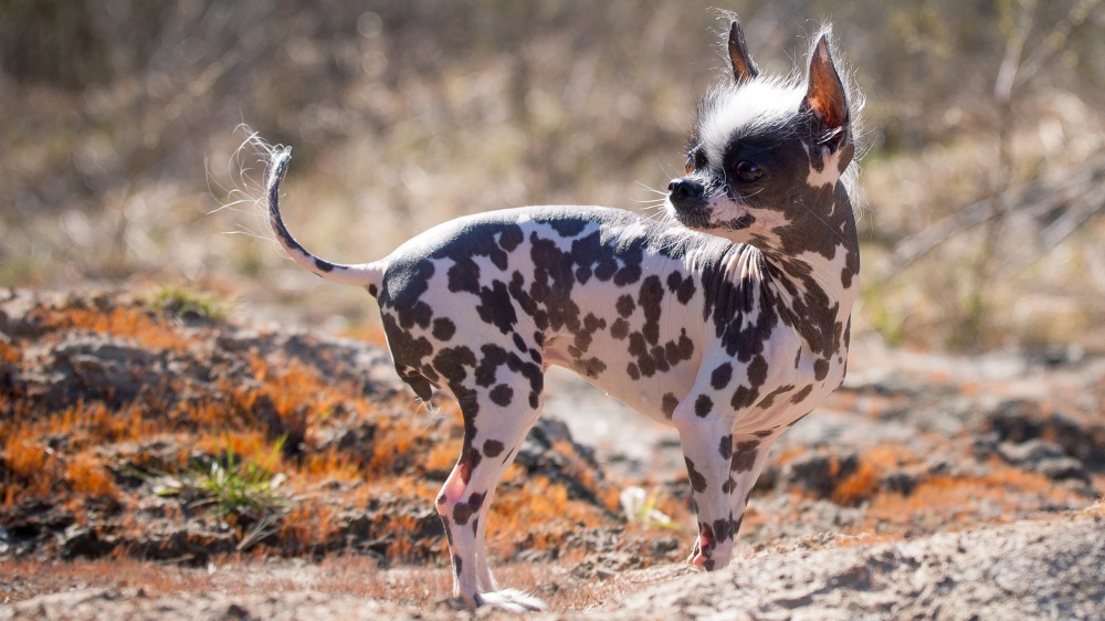 Chien Nu Du Prou - Standard de race FCI 310