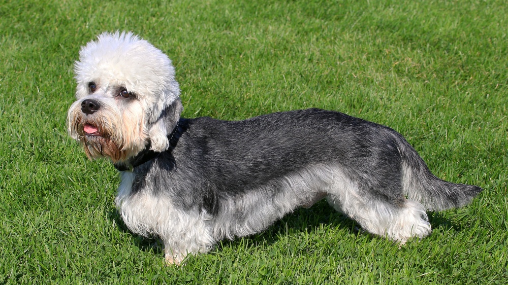 Dandie Dinmont Terrier - Standard de race FCI 168