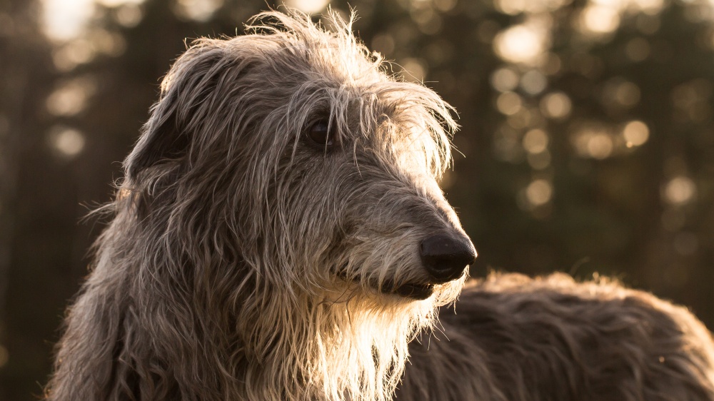 Deerhound - Standard de race FCI 164