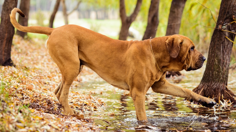 Fila Brasileiro - Standard de race FCI 225