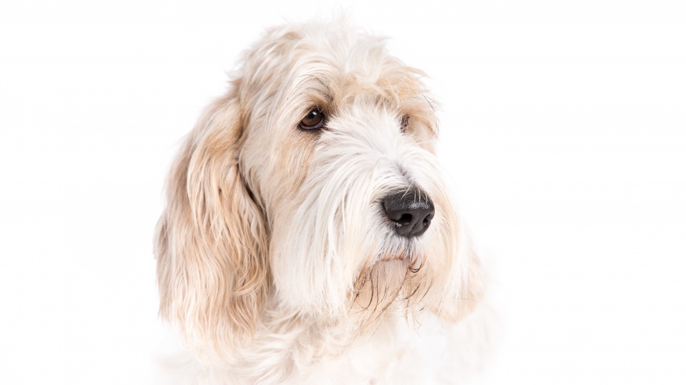 Grand Basset  Griffon Venden - Standard de race FCI 33