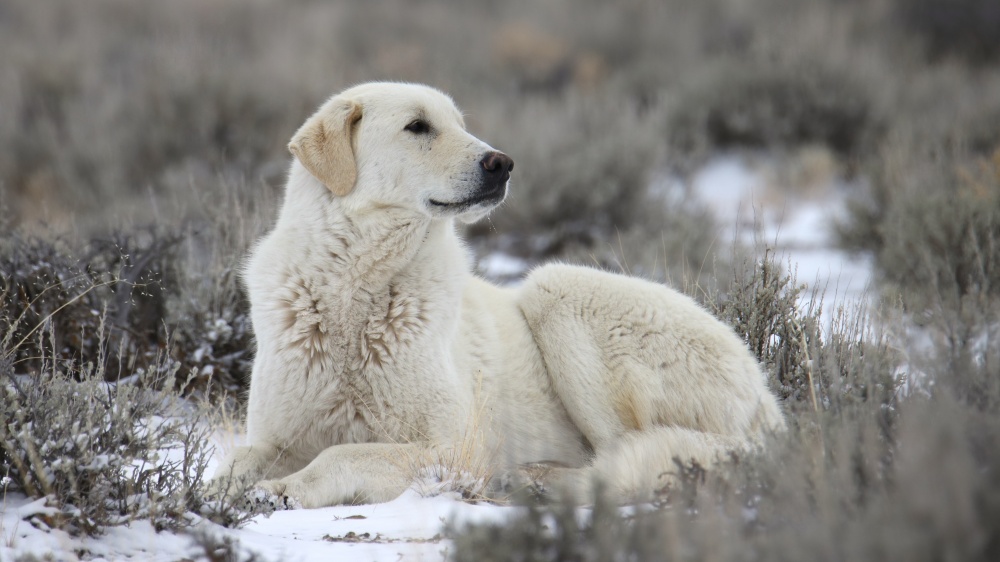 Kuvasz - Standard de race FCI 54