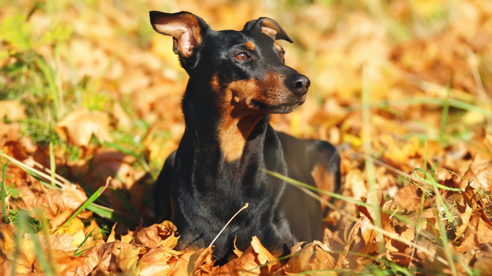 Pinscher Allemand - Standard de race FCI 184