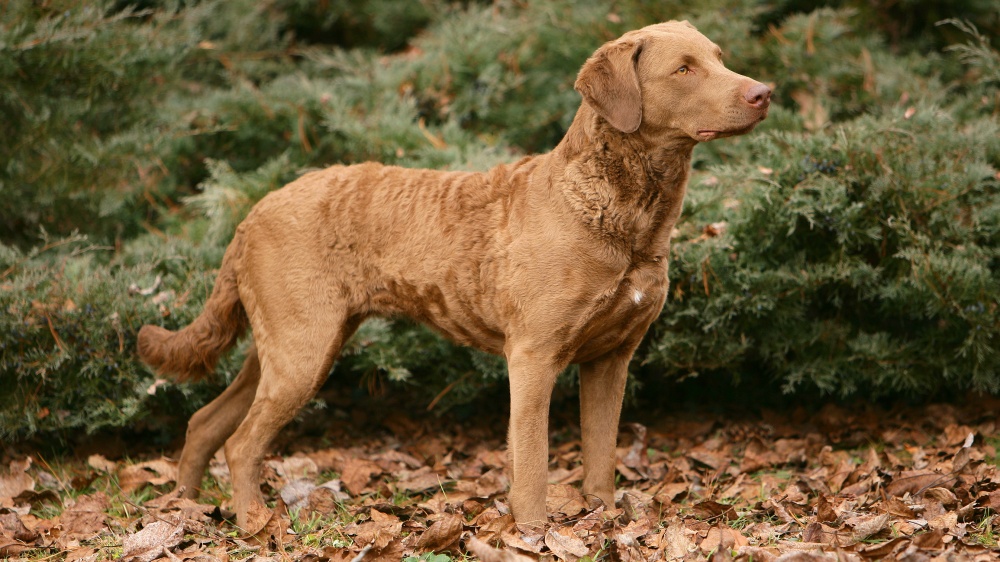 Retriever De La Baie De Chesapeake - Standard de race FCI 263