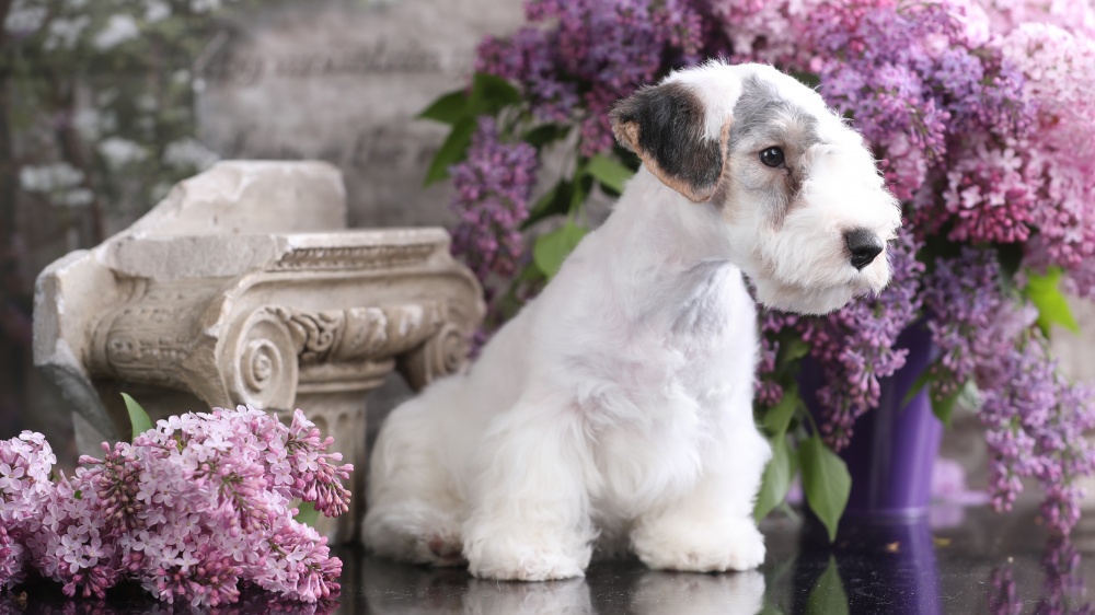 Sealyham Terrier - Standard de race FCI 74