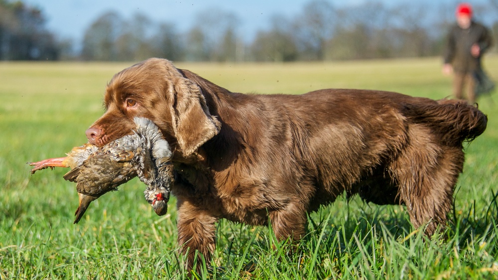 Sussex Spaniel - Standard de race FCI 127