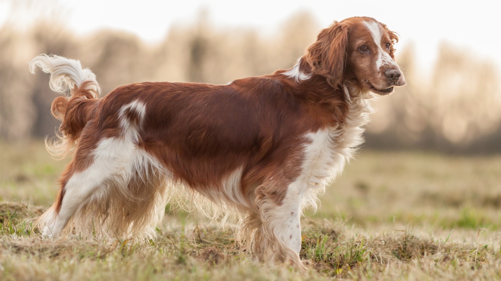 Welsh Springer Spaniel - Standard de race FCI 126