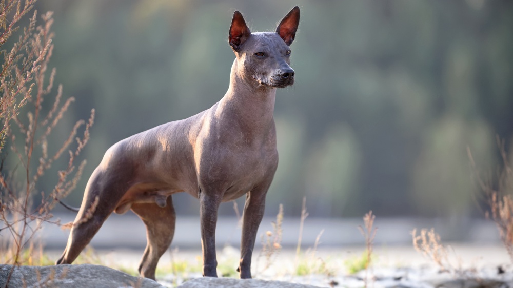 Xoloitzcuintle - Standard de race FCI 234