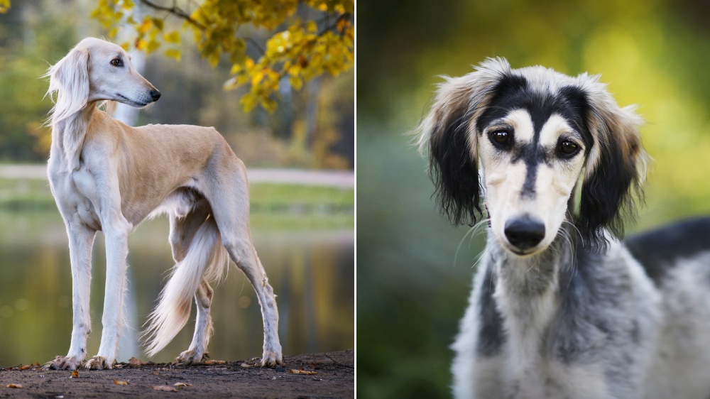 Saluki - Standard de race FCI 269