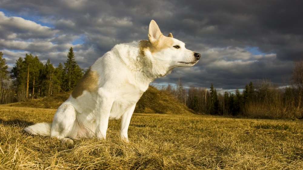 Spitz De Norrbotten - Standard de race FCI 276