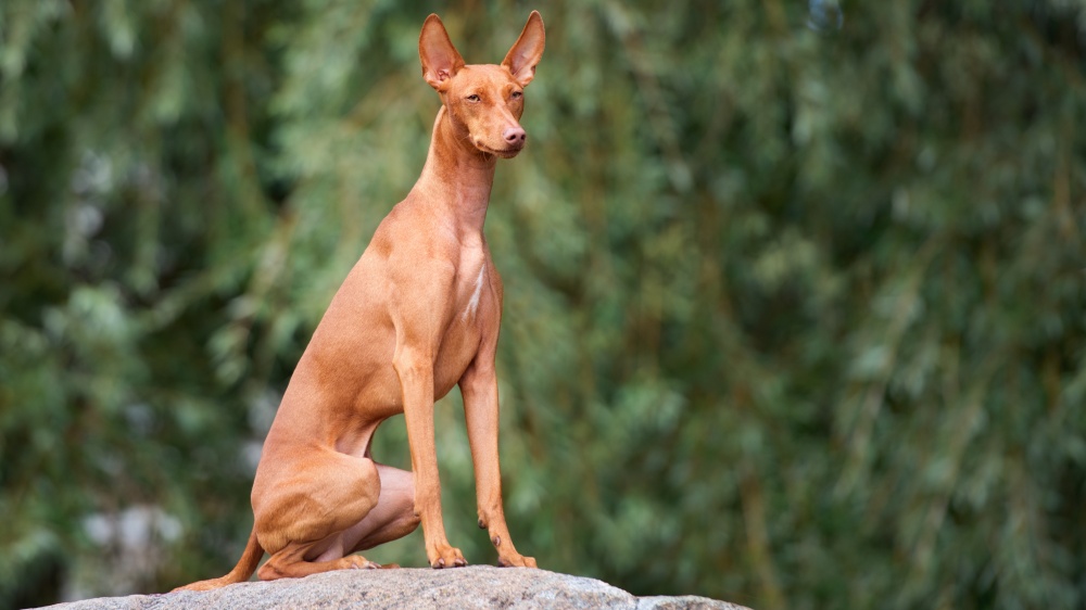 Cirneco De L'etna - Standard de race FCI 199