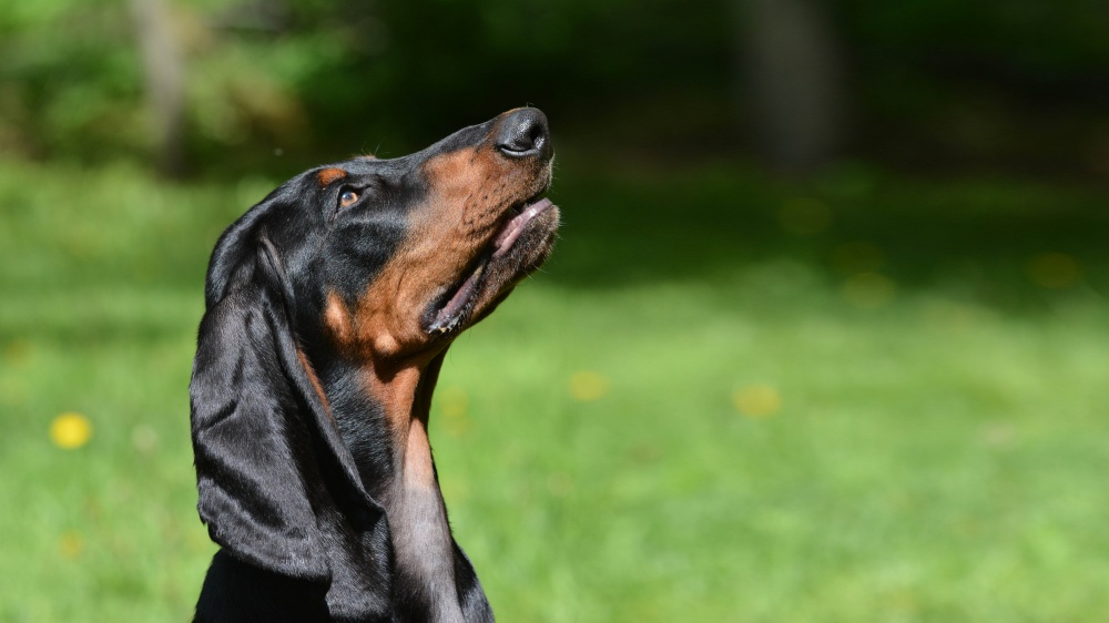 Chien Noir Et Feu Pour La Chasse Au Raton Laveur - Standard de race FCI 300